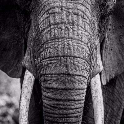 photo-art-deco-elephant