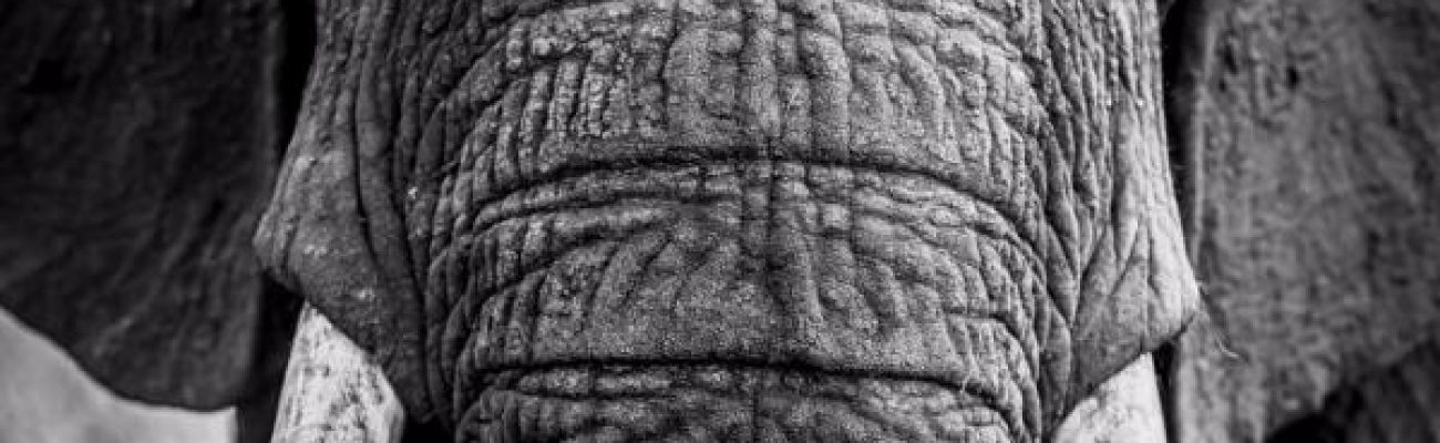 photo-art-deco-elephant