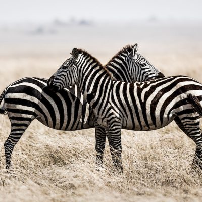 photographe-grenoble-photo-animaux